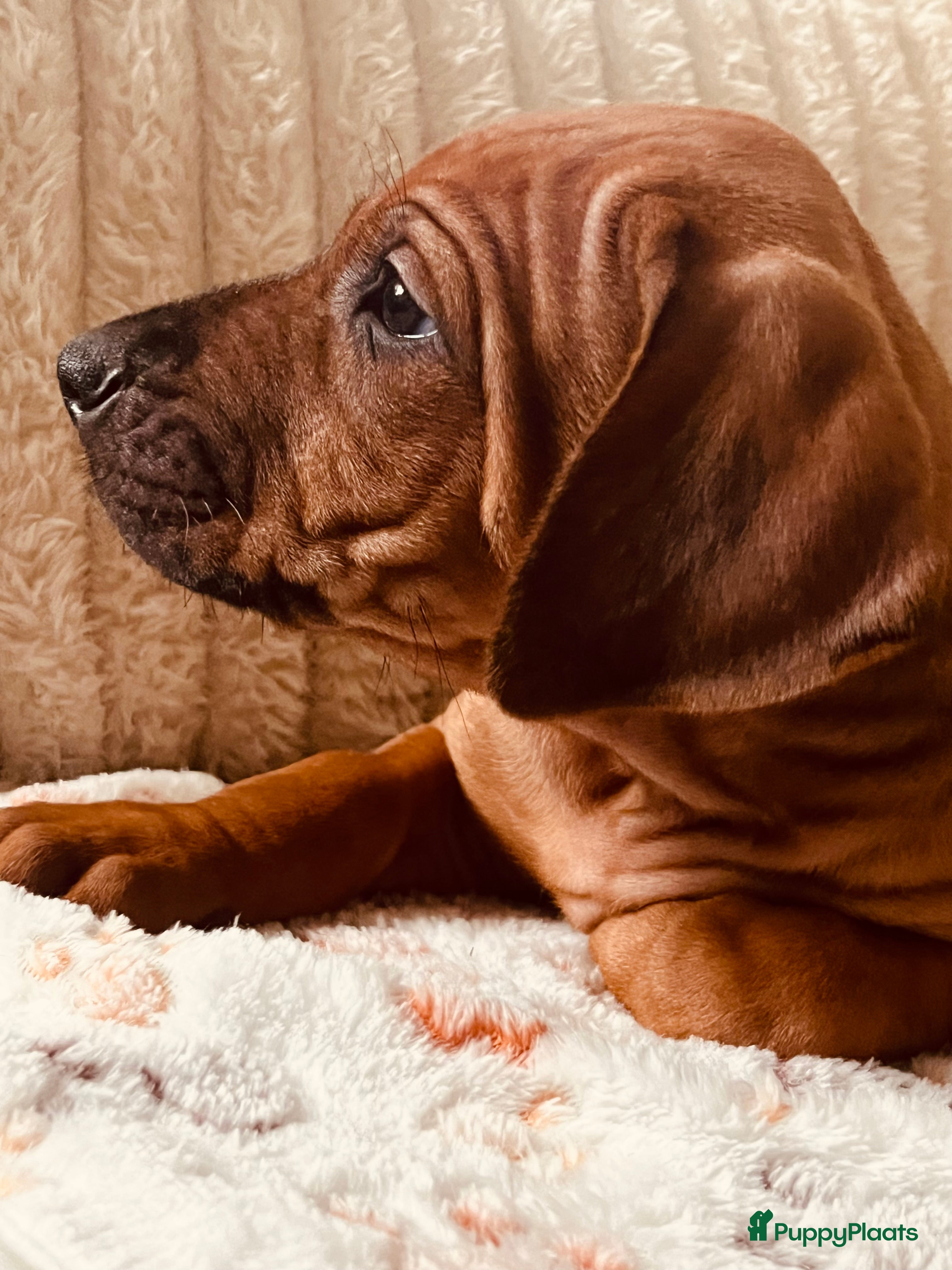 Rhodesian Ridgeback honden Rhodesian Ridgeback 2 reutjes beschikbaar.  - Advertentie 2