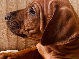 Rhodesian Ridgeback honden Rhodesian Ridgeback 2 reutjes beschikbaar. - Advertentie 2