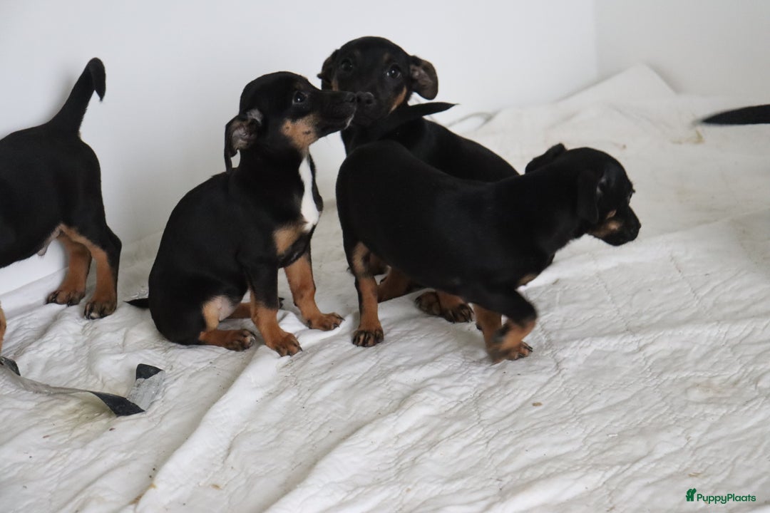 Jack Russel Terriër honden te koop: lieve Jack Russel pups  - Advertentie 12