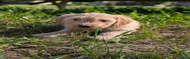 Goldendoodle Puppy 4