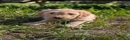 Goldendoodle honden te koop: Goldendoodle pups  - Advertentie 4