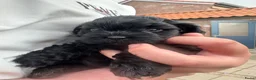 Shihpoo honden te koop: Nog twee puppy’s beschikbaar  - Advertentie 16