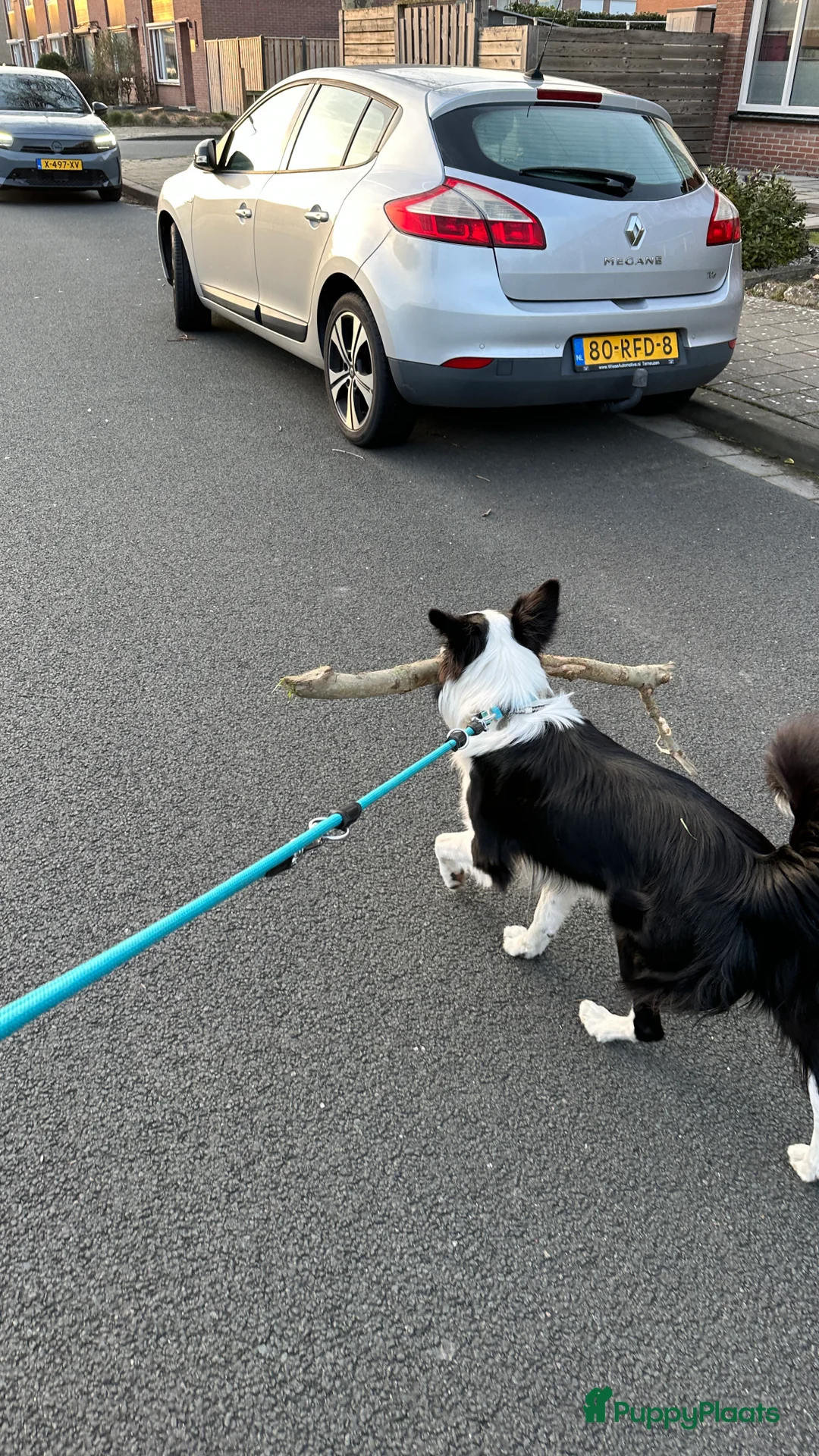 Border Collie honden ter dekking: Border Collie Dekreu in Terneuzen - Advertentie 15