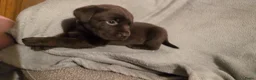Labrador Retriever honden te koop: Prachtige super sociale labrador pups  - Advertentie 7