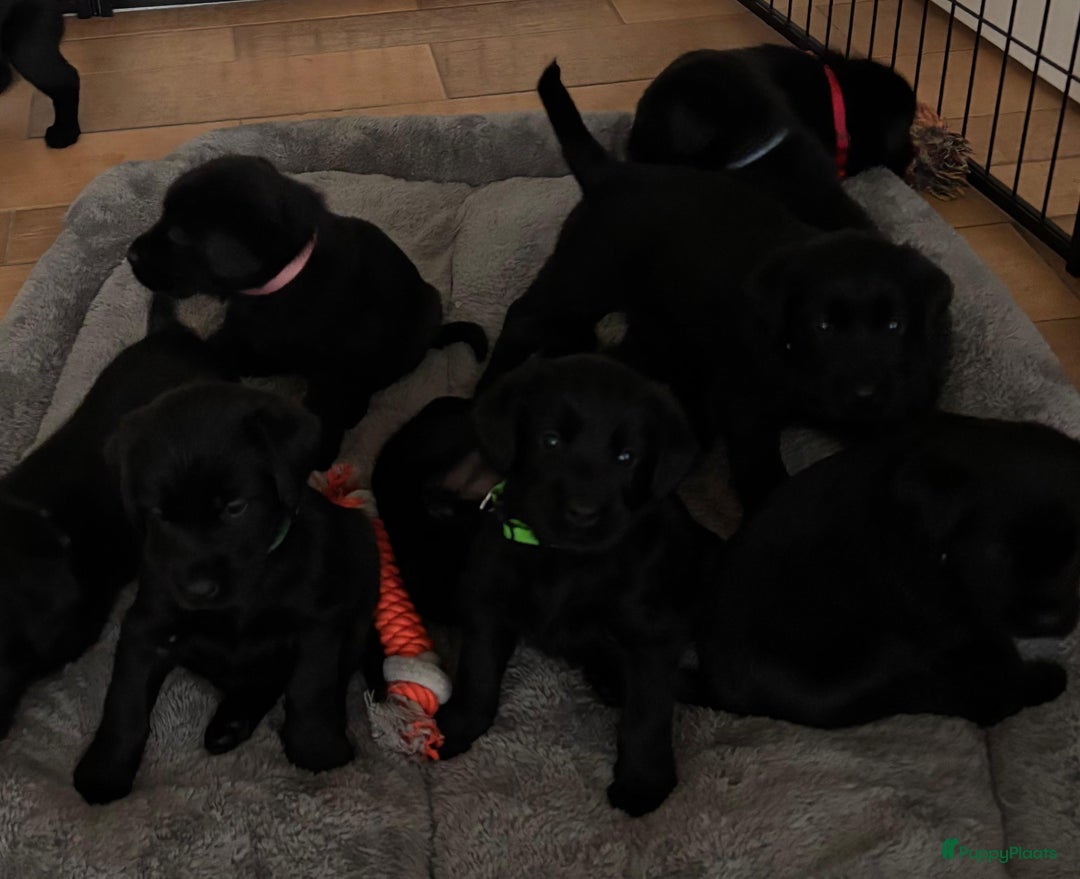 Kruising honden te koop: Puppy’s te koop – Labrador x Riesenschnauzer mix - Advertentie 4