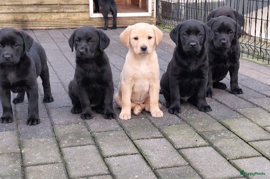 Labrador Retriever honden Fieldtrial labrador pups FCI  - Advertentie 9