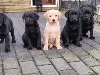 Labrador Retriever honden Fieldtrial labrador pups FCI - Advertentie 9