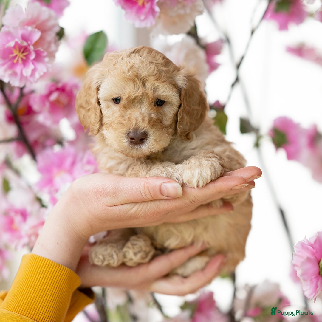 Labradoodle honden te koop: Mini labradoodle pups - Advertentie 3