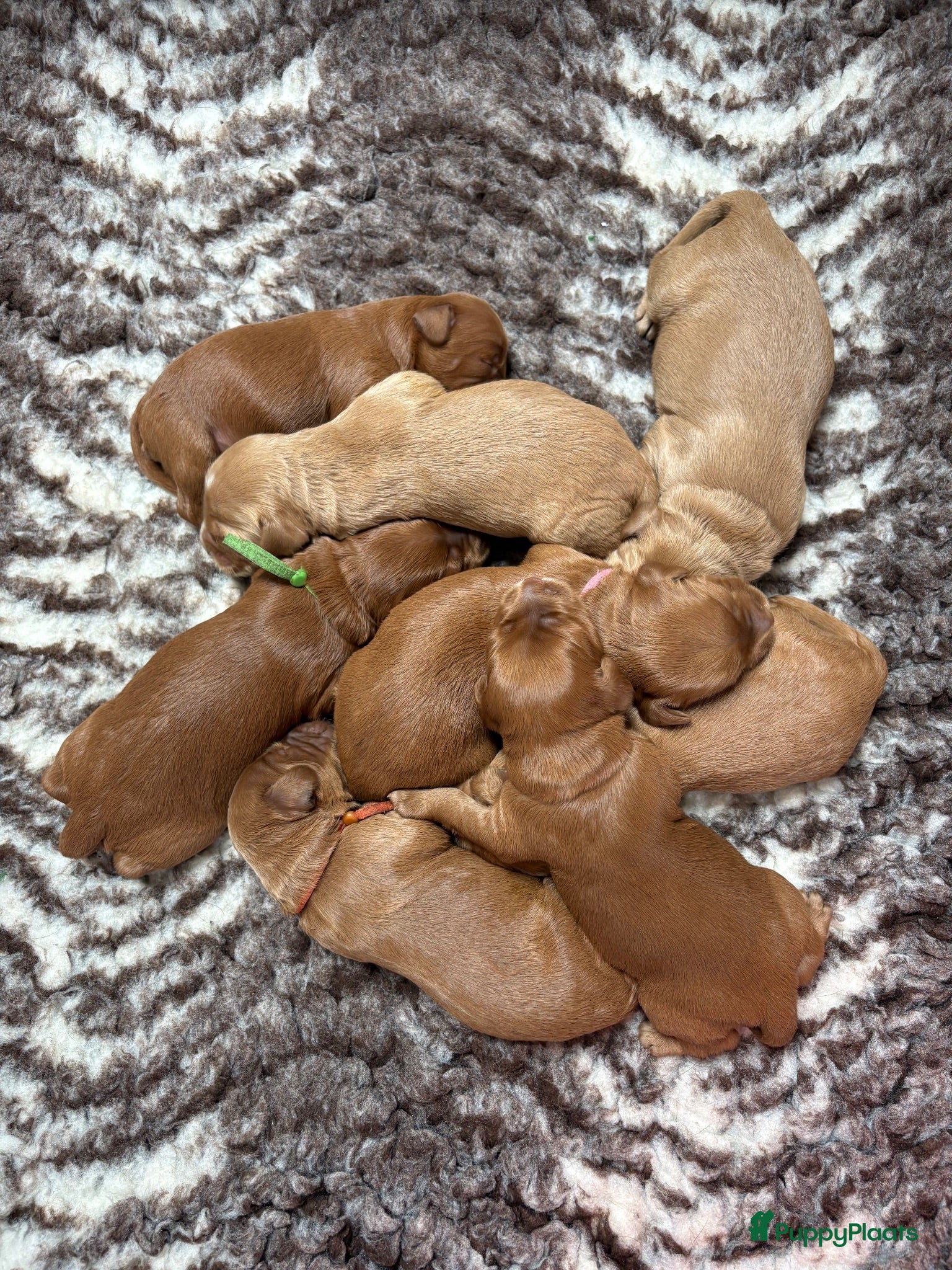 Australian Labradoodle honden Australian Labradoodle pups van geteste ouders - Advertentie 1