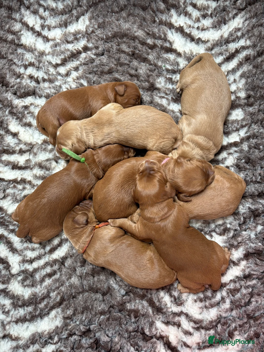 Australian Labradoodle honden te koop: Australian Labradoodle pups van geteste ouders - Advertentie 1