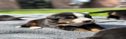 Berner Sennenhond honden te koop: Berner sennen pups met stamboom - Advertentie 11