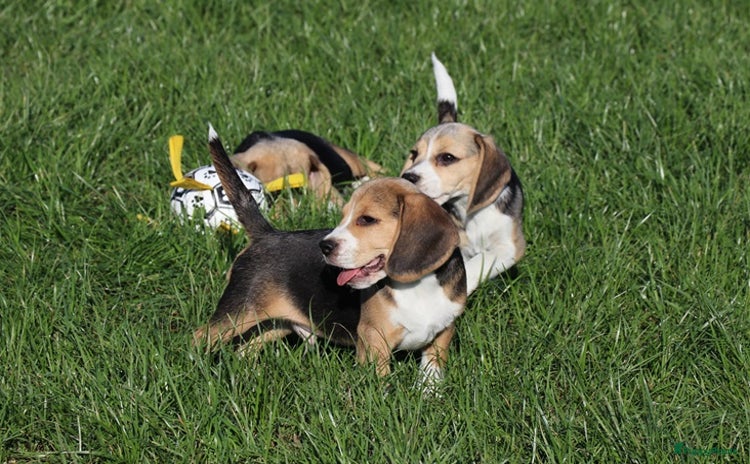 Beagle honden - Advertentie 4