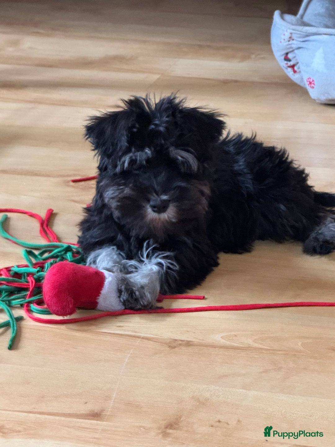 Dwergschnauzer honden te koop: Dwergschnauzer pups - Advertentie 6