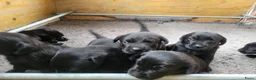 Labrador Retriever honden te koop: STAMBOOM ZWARTE FIELDTRIAL LABRADOR PUPS - Advertentie 4