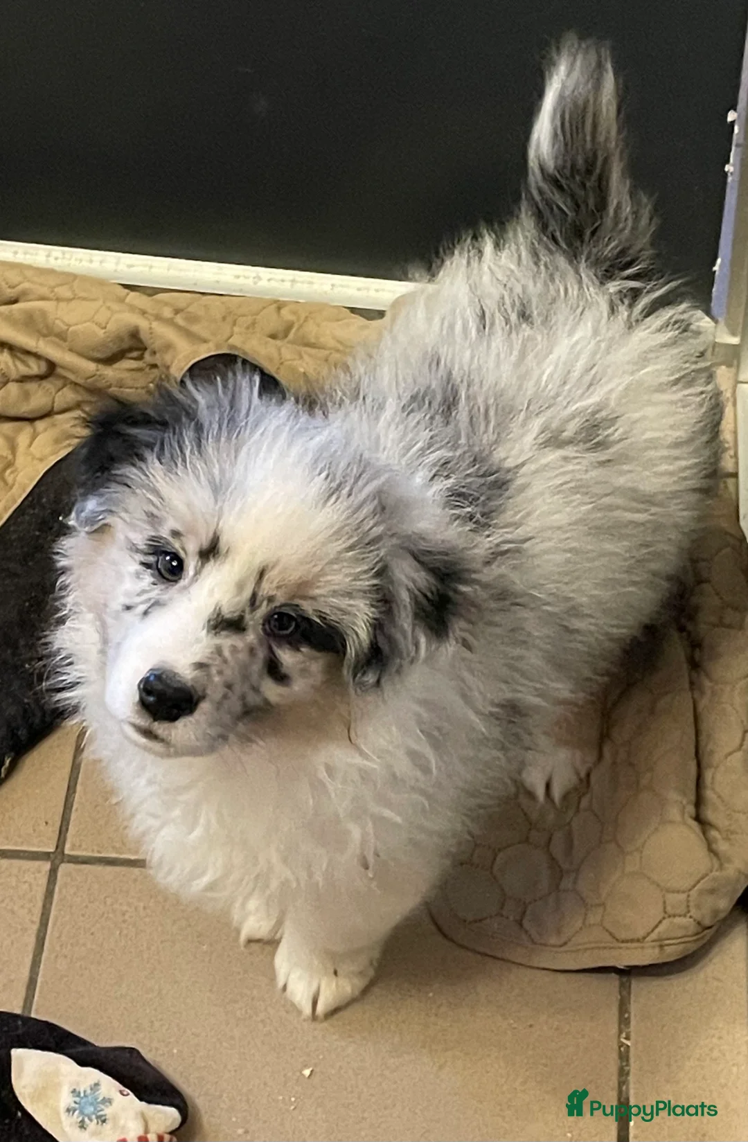 Australian Shepherd honden te koop: Australische herder pups - Advertentie 4