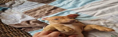 Dwergpinscher Puppy 3