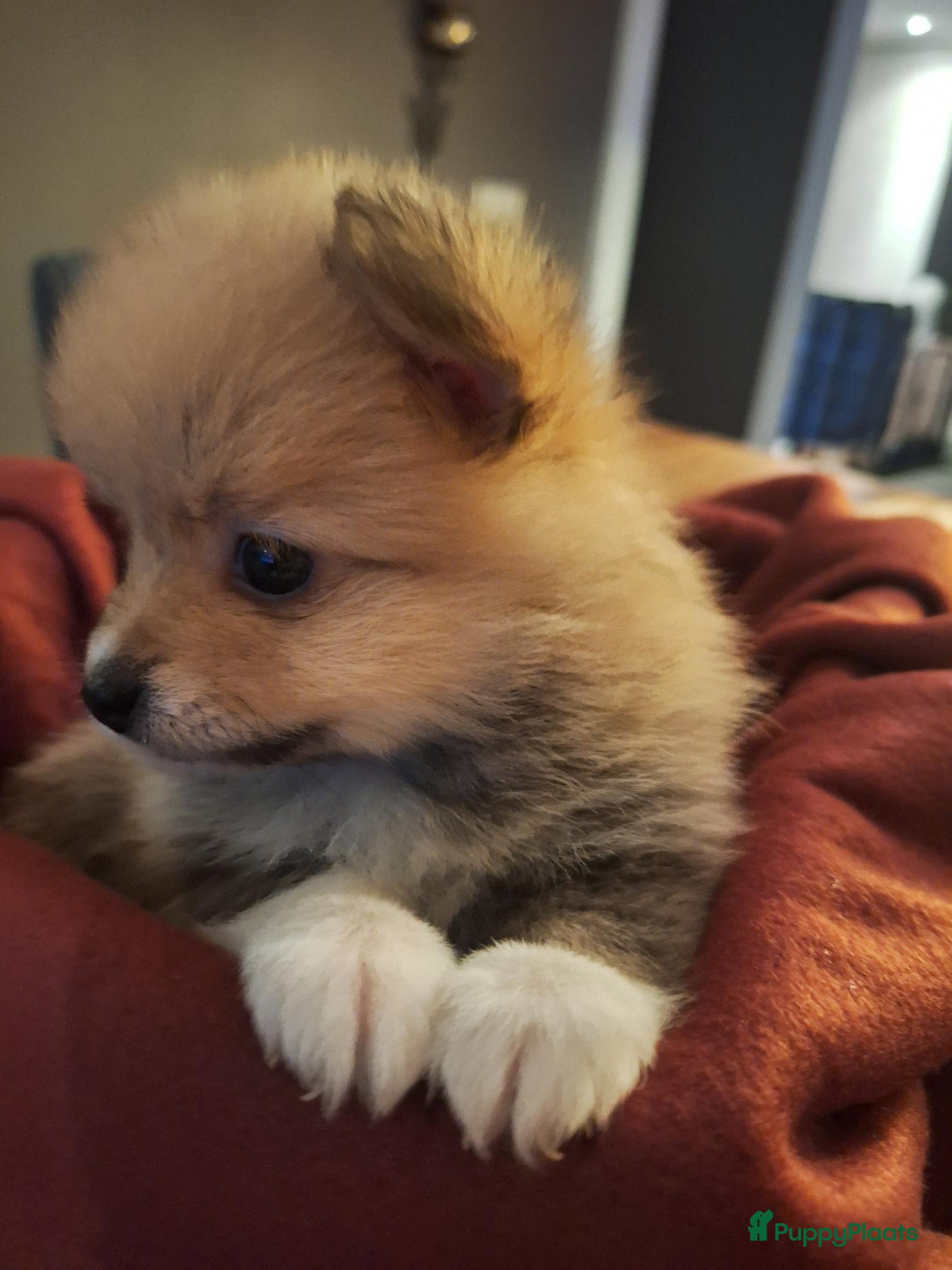 Pomeriaan honden Mooie pomeriaan  - Advertentie 1