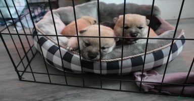 Shiba honden - Advertentie 1