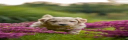 Kruising honden te koop: Multigen Bernedoodle Medium pups beschikbaar - Advertentie 1