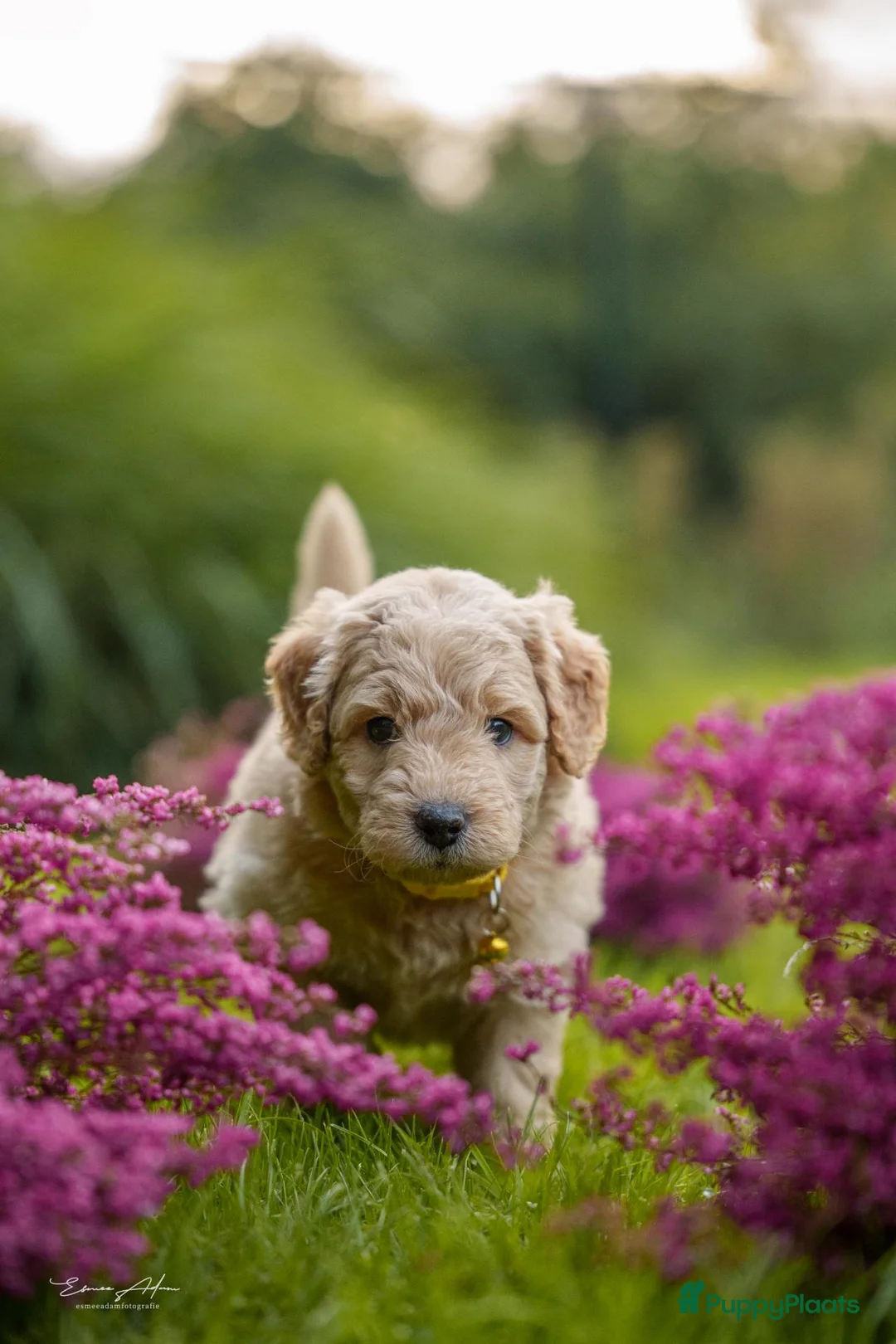 Kruising honden te koop: Multigen Bernedoodle Medium pups beschikbaar - Advertentie 1