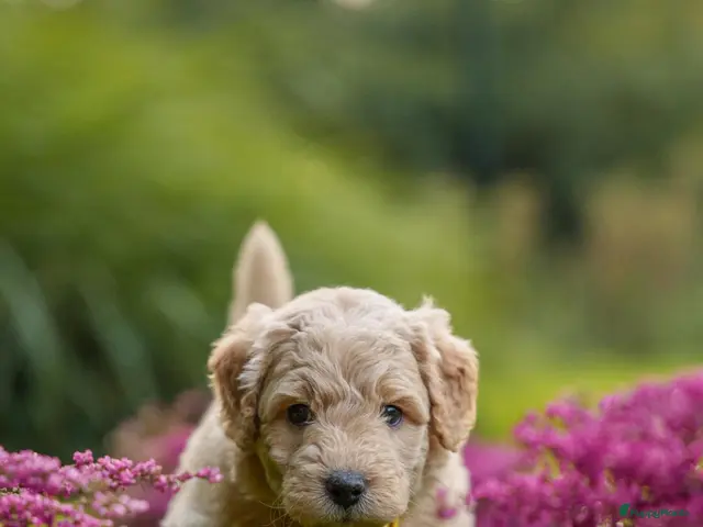 Kruising honden 2 prachtige Medium Bernedoodle pups - Advertentie 2