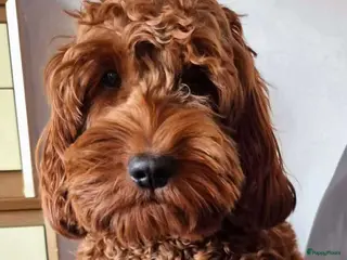 Australian Labradoodle honden Australische Labradoodle - Advertentie 6