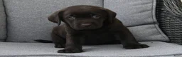 Labrador Retriever honden te koop: Chocolade bruine labrador pups met stamboom ! - Advertentie 5