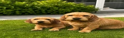 Basset fauve de Bretagne honden ter dekking: Dekreu gezocht voor Roxy basset fauve de Bretagne  in Breda - Advertentie 2