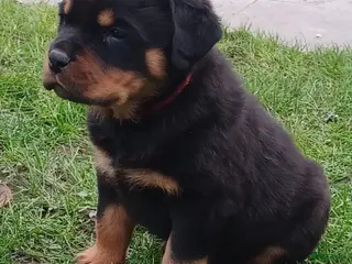 Rottweiler honden Prachtige zuivere rottweiler pups - Advertentie 3