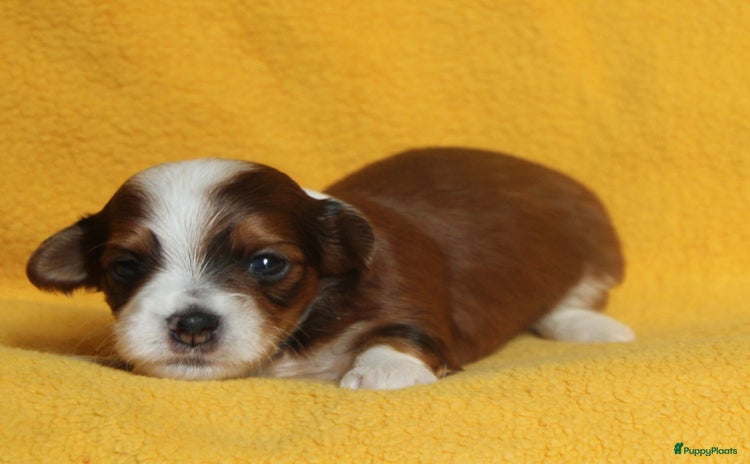 Havanezer honden - Advertentie 2
