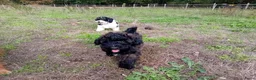 Kruising honden te koop: Dwergpoedel x Boompoo pups  - Advertentie 5