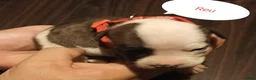 Kruising honden te koop: Amerikaanse stafford☆amerikaanse bulldog pups - Advertentie 6