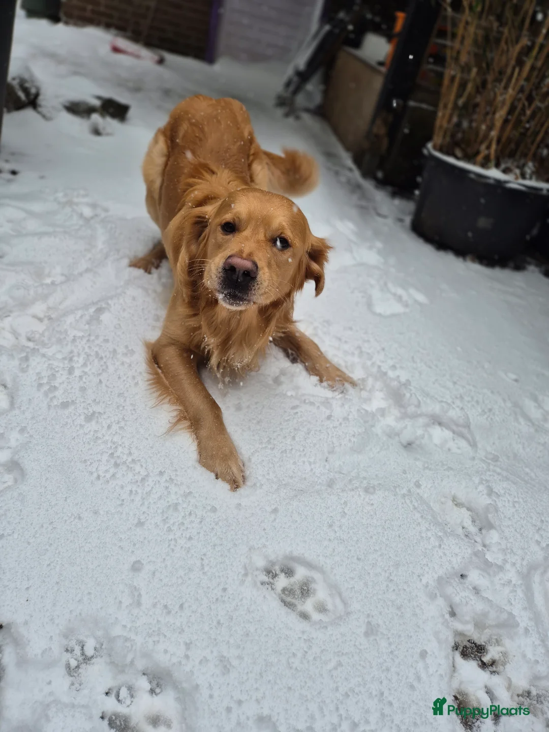 Golden Retriever honden te koop: Liefdevol en huiselijk nest Golden Retriever pups  - Advertentie 5