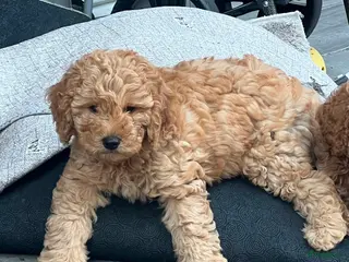 Poedel honden Een nieuw thuis voor onze puppy's. - Advertentie 16