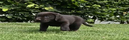 Labrador Retriever honden te koop: Chocolade bruine labrador pups met stamboom ! - Advertentie 24