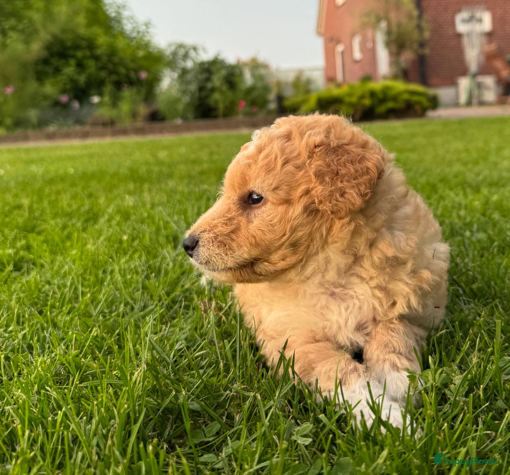 Kruising honden Sheltidoodle  - Advertentie 5
