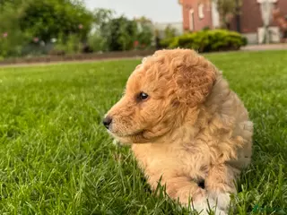 Kruising honden Sheltidoodle - Advertentie 5