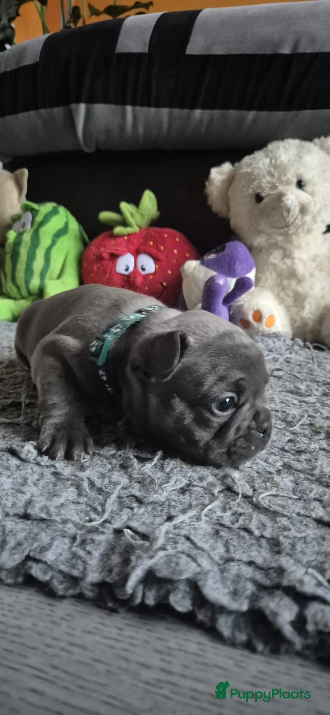 Franse Bulldog honden te koop:  Prachtige Blauwe Bulldog puppy’s thuisnestje - Advertentie 6