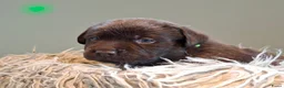 Labrador Retriever honden te koop: Prachtige labrador pups met FCI stamboom - Advertentie 7