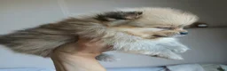 Pomchi honden te koop: Pomeriaan pups - Advertentie 9
