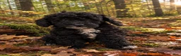 Australian Labradoodle honden te koop: Mini Labradoodle  - Advertentie 6