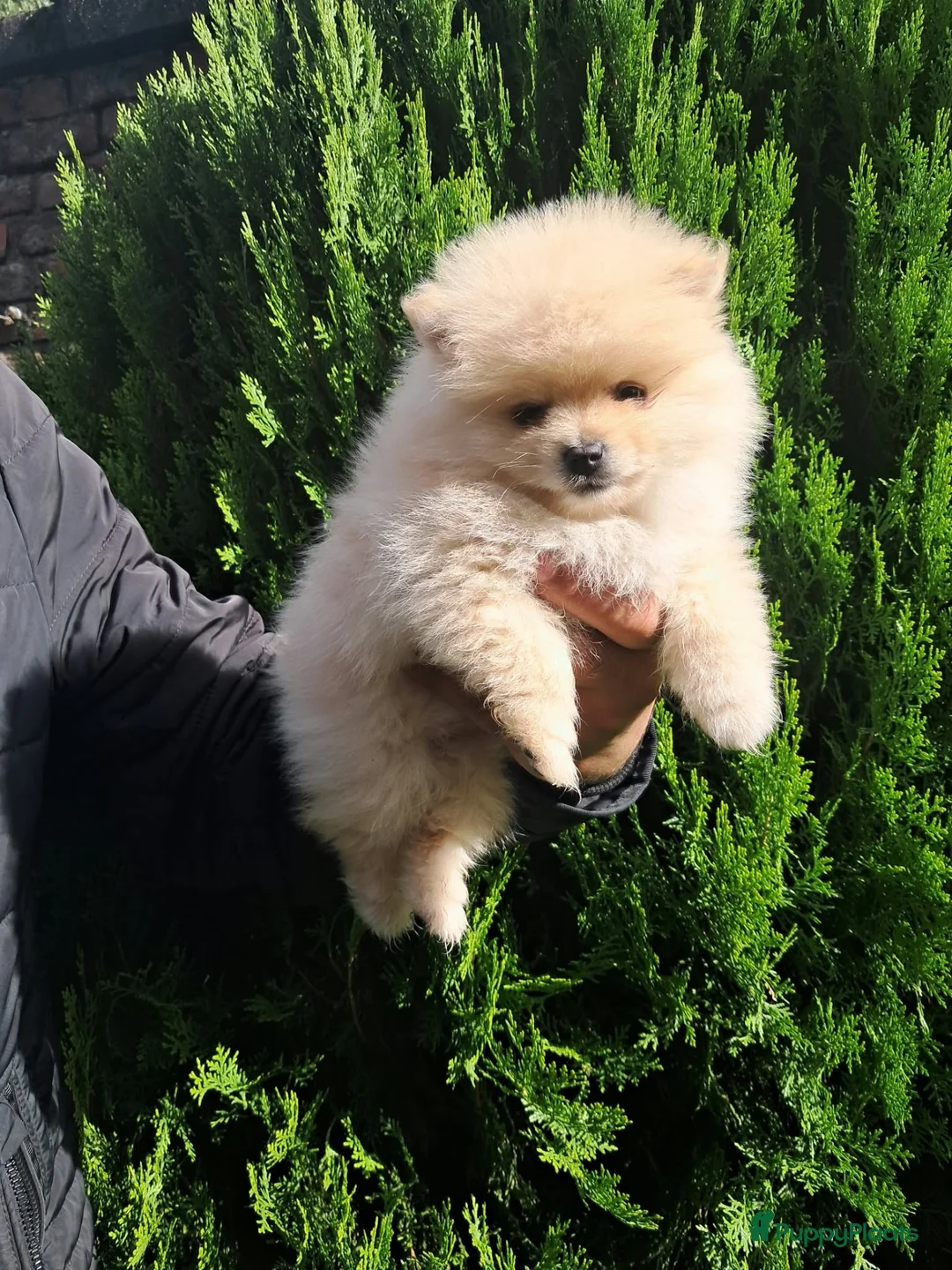 Pomeriaan honden te koop: Pomeriaan puppy - Advertentie 1