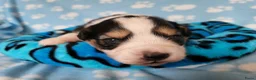 Australian Shepherd honden te koop: Australian Shepherd pupje met FCI stamboom - Advertentie 7