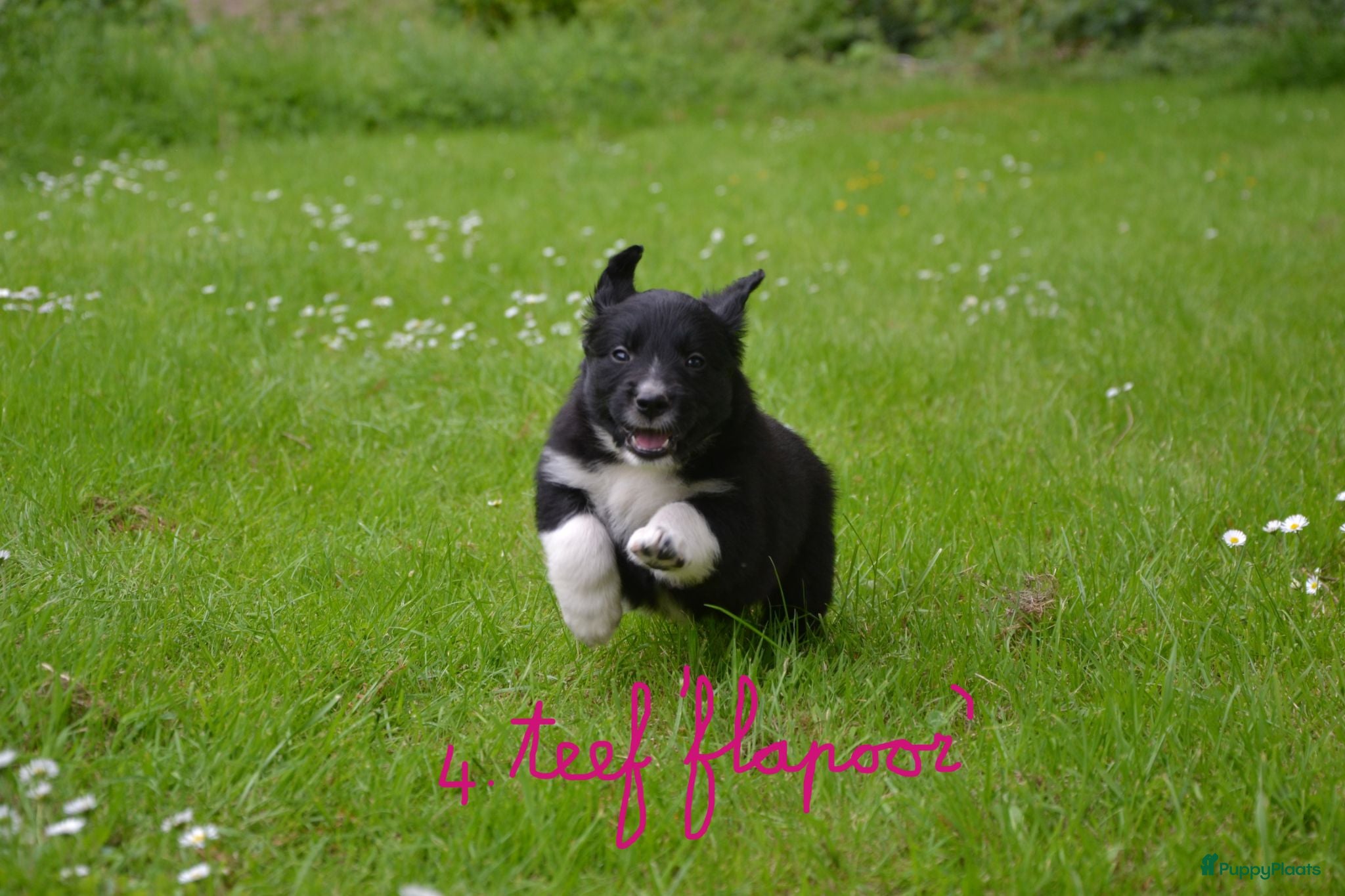 Kruising honden Prachtige puppy's Border-Collie/Golden Retriever - Advertentie 12