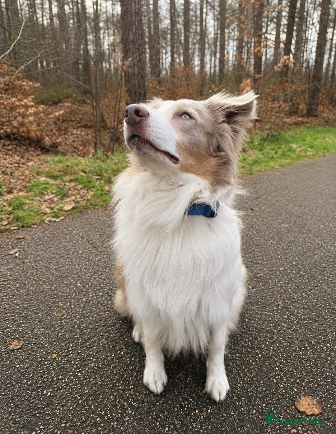 Border Collie honden ter dekking: Prachtige Lilac Border Collie dekreu - Advertentie 2