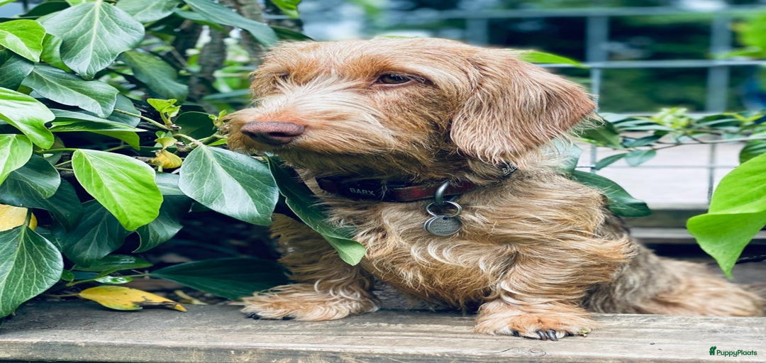 Galerij afbeelding {{count}}