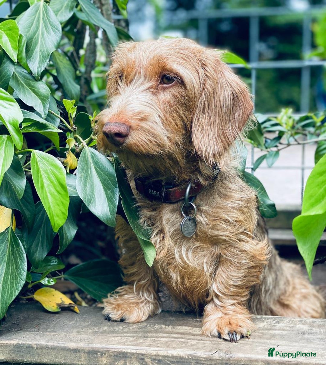 Galerij afbeelding {{count}}