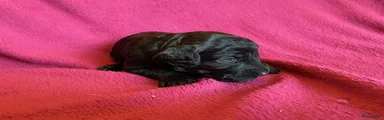 Labradoodle 3