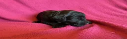 Labradoodle honden te koop:  Medium Labradoodle pups  zoeken gouden mandje - Advertentie 8