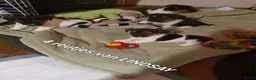 Jack Russel Terriër honden te koop: Gezonde raszuiver gefokt Jack Russel pups laagbeen - Advertentie 19